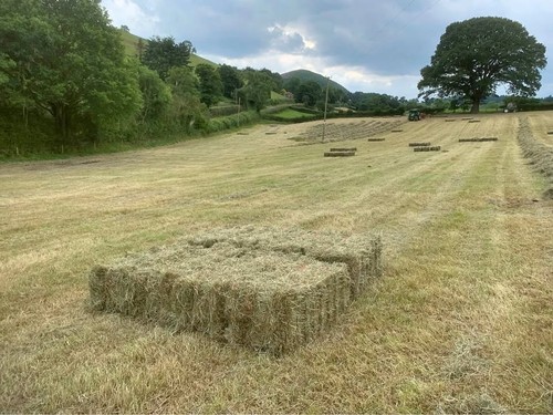 Small square bales - small,