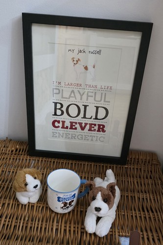 Jack russell terrier dog - terrier,