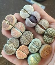 1/3/5/10 different species single head Lithops 'Living Stones' succlent2.0-2.5cm