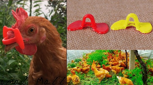 Pinless chicken peepers - pinless,