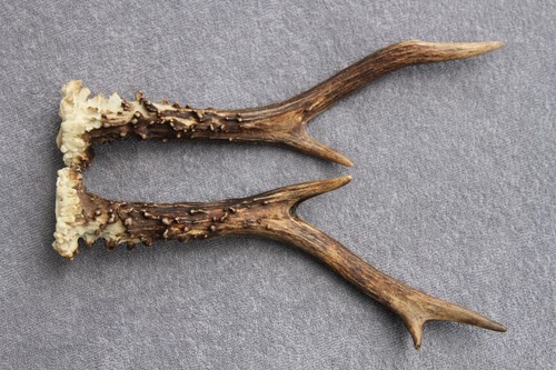 Pair roe deer - roe, antlers