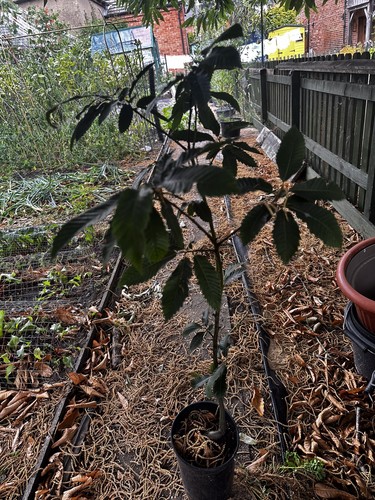 Sweet chestnut tree castanea - sweet,