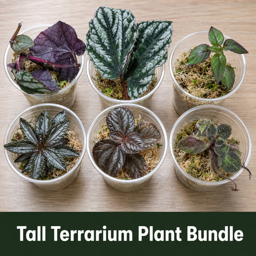 Tall terrarium plants bundle - tall,