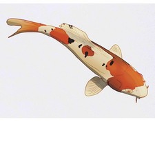 'Koi Fish' Temporary Tattoos /