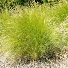 Perfect Plants Stipa