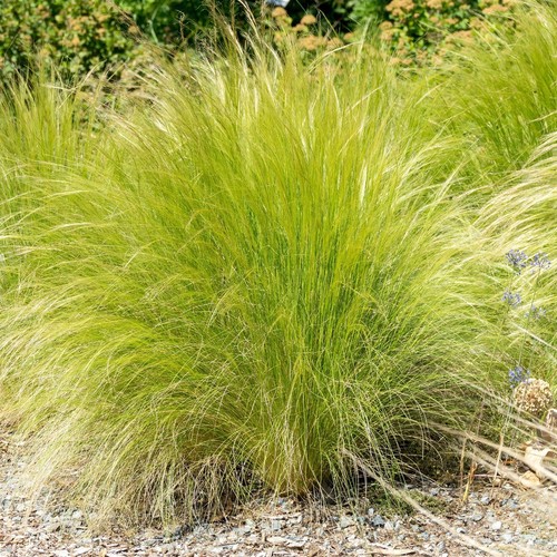 Perfect plants stipa - perfect,