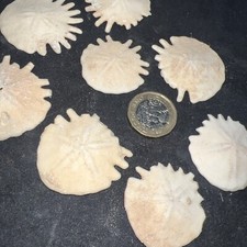 Premium X2 Echinoid Fossil Sea