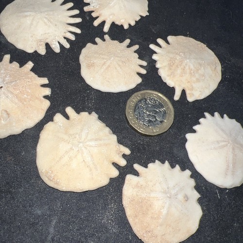 Premium echinoid fossil sea - premium, x2