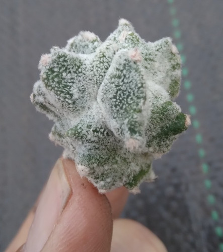 Astrophytum lotusland cactus - astrophytum, lotusland,