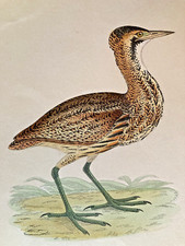 Bittern Antique Hand Coloured