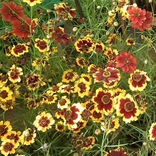 Coreopsis tinctoria 500 - -,