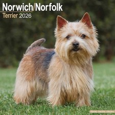 Norwich & Norfolk Terrier Calendar 2026 - Dogs - Month To View
