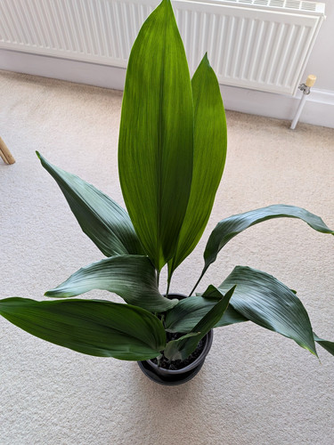 Aspidistra plant potted - aspidistra,