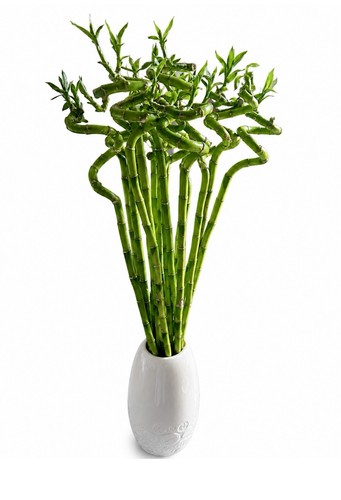 Lucky bamboo 80cm 3stalks live - lucky,