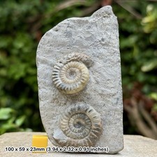 RARE Caloceras intermedium