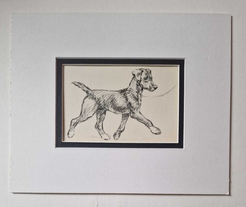 Barker mongrel puppy walking - barker,