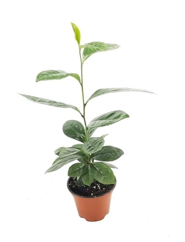 Camellia sinensis tea plant - camellia,