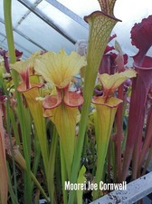 Sarracenia Seed  Moorei Joe