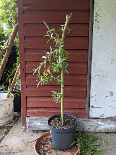 3ft tall golden weeping willow - 3ft,