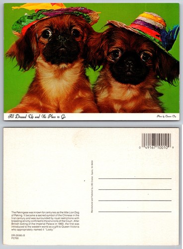 Continental pekingese puppies - pekingese,