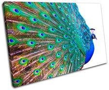 Peacock Feathers Animals