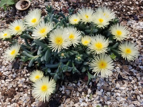 Live plants corpuscularia - live,