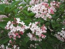 Viburnum juddii shrub in 9cm