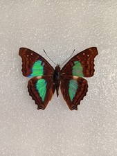 Doxocopa laurentia Butterfly