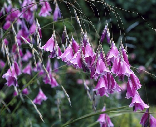 Dierama pulcherrimum angel s - dierama, angel's