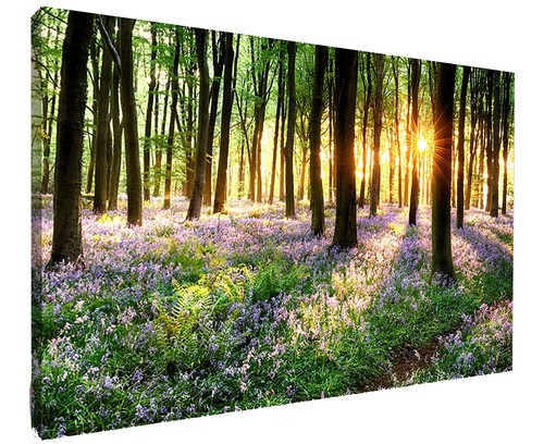 Bluebells forest canvas - ,