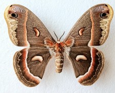 Hyalophora Cecropia Large Female Robin Moth A1 Set x1 Ideal for Framing Specimen