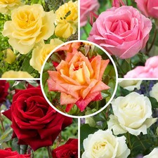 5 Bare Root Hybrid Tea Roses