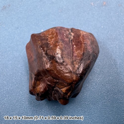 Ouranosaurus dinosaur tooth