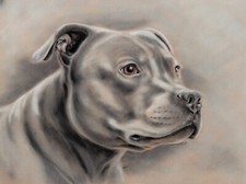 Staffordshire Bull Terrier