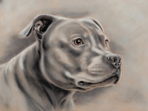 Staffordshire bull terrier - staffordshire,