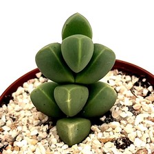 Delosperma lehmannii succulent houseplant ice plant in 5 cm pot
