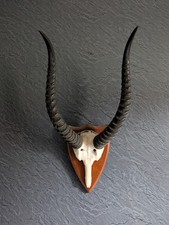 Taxidermy. Set Of Antelope Horns, African