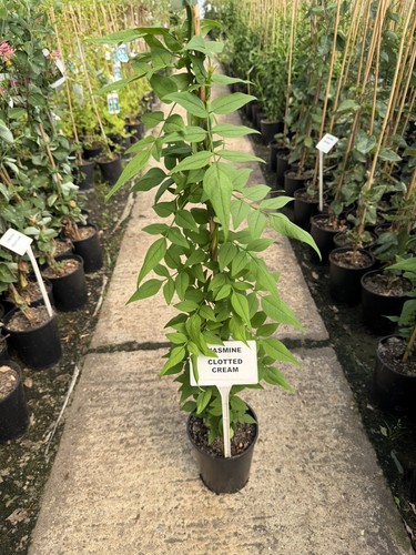 Jasminum officinale clotted - officinale, 'clotted