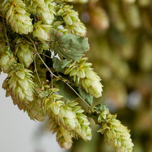 Slim dried hop - slim,