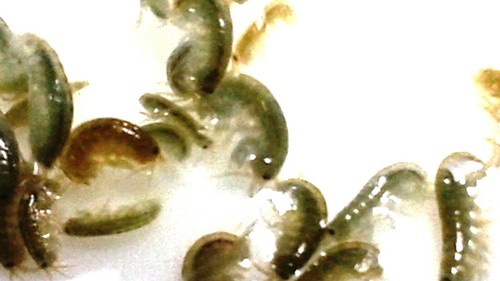 Amphipods 4 portion - 75+,