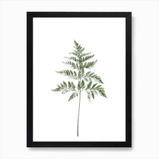Fern Leaf Art Print Framed