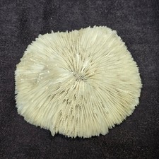 Natural White Dried Mushroom