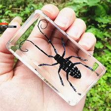 Real Insect Bug Specimen