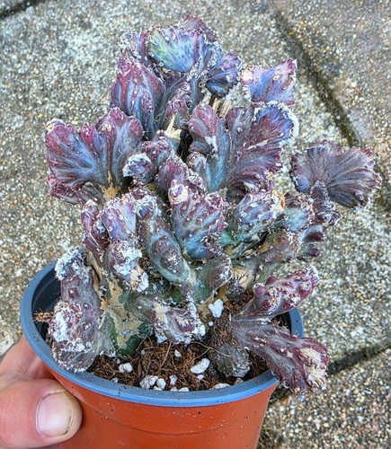 Euphorbia lactea cristata - lactea, f.cristata