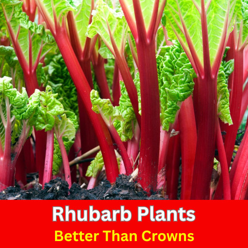 Rhubarb plants champagne - plants,