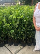 10 Cherry Laurel Hedging Evergreen Plant Fast Growth 3-4ft Large 5 Litre Pots
