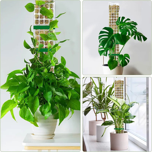 Indoor moss pole climbing - indoor,