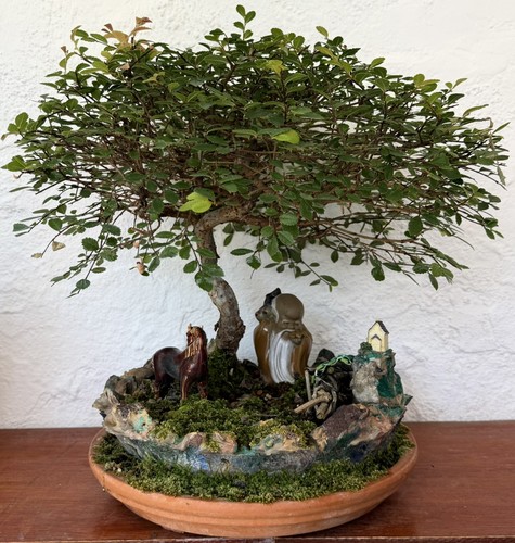 Bonsai tree chinese elm forest - bonsai,
