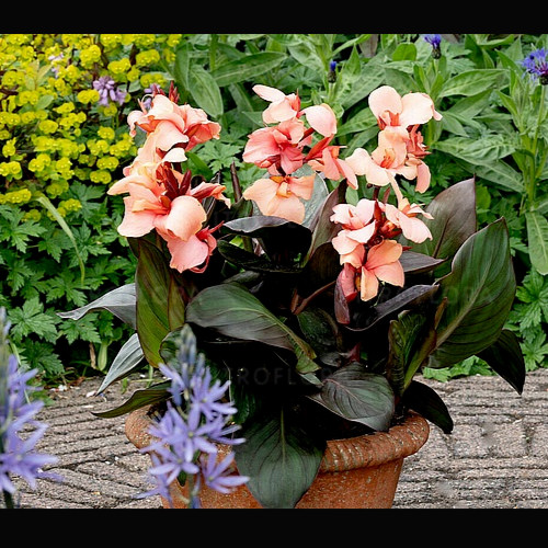 Canna cannova bronze peach - cannova,