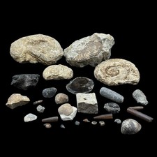 1kg British Fossil Mix x 29 | Jurassic Dorset & Somerset Fossils | Genuine UK